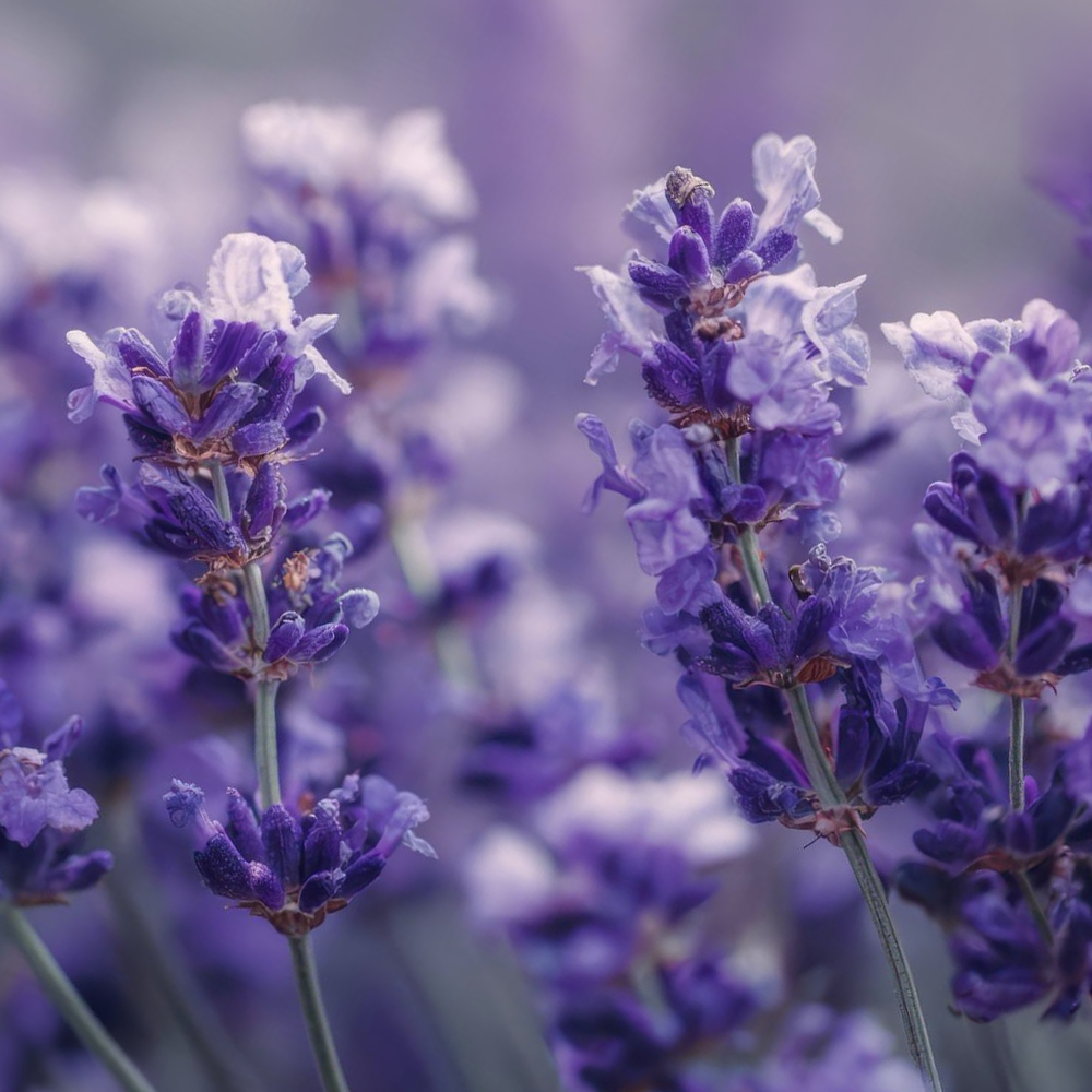 Lavender (Lavendula officinalis)