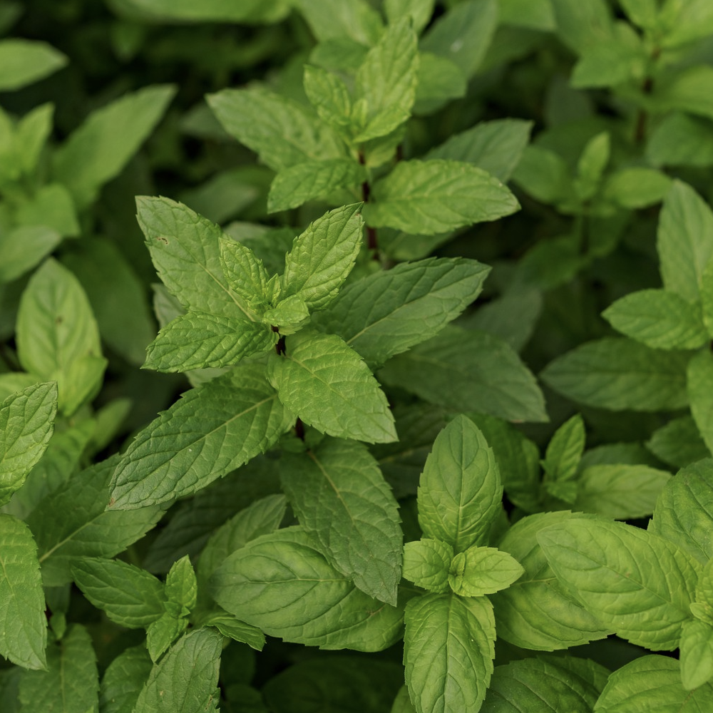 Peppermint (Mentha piperita)